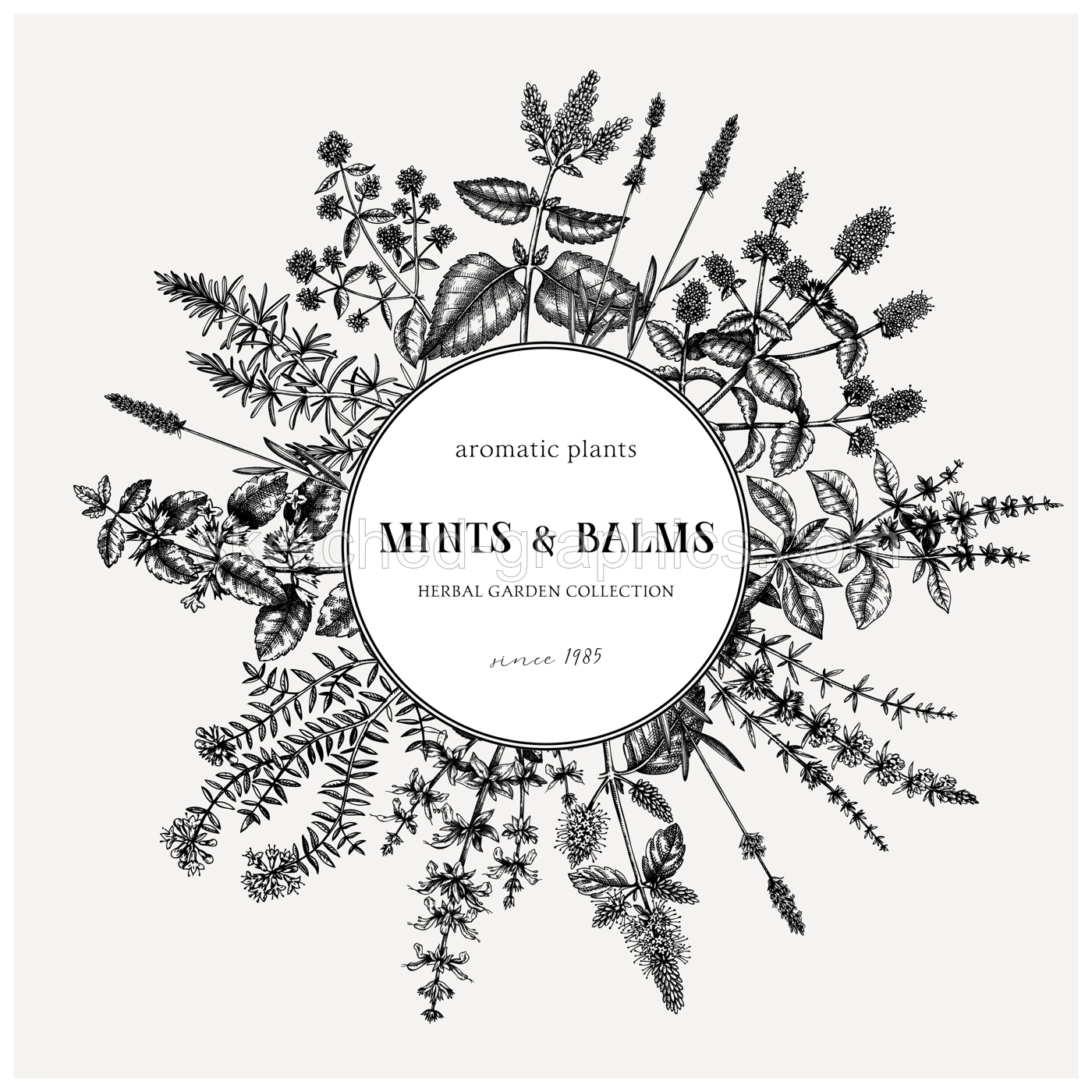 Mint  plants wreath. Summer herbs retro design. Hand sketched aromatic and medicinal herbs background. Herbal tea ingredients. Mints in vintage style. For cosmetics and perfumery Illustration